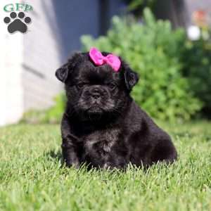 Amy, French Bulldog Puppy
